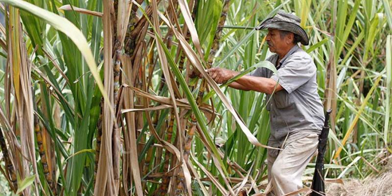 Guatemala es uno de los productores de azúcar más eficiente del mundo.