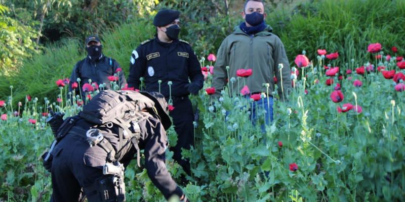 Quinto Viceministro supervisa erradicación de 7,100,496 matas de Amapola