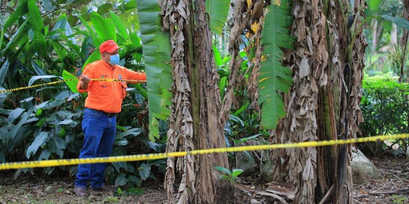 Guatemala realizará monitoreo satelital para prevenir hongo que afecta al banano y plátano