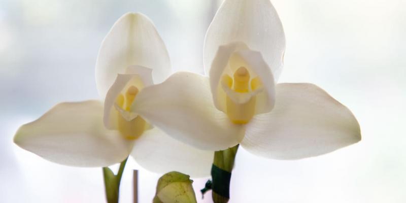 MARN promueve el resguardo del medio ambiente para preservar a la Monja Blanca