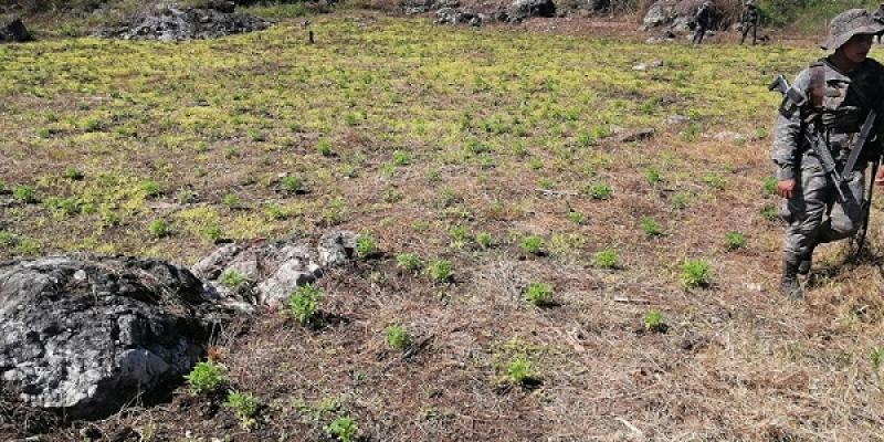 Ejército de Guatemala localizó plantación con ilícitos en Petén