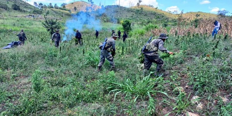  Ejército de Guatemala concluyó la erradicación de matas de marihuana.