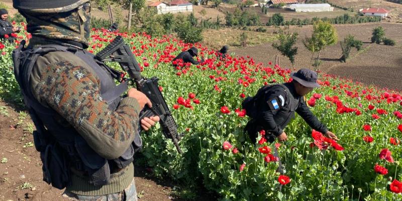 Ejército de Guatemala apoyó la erradicación de plantaciones de ilícitos de la especie amapola
