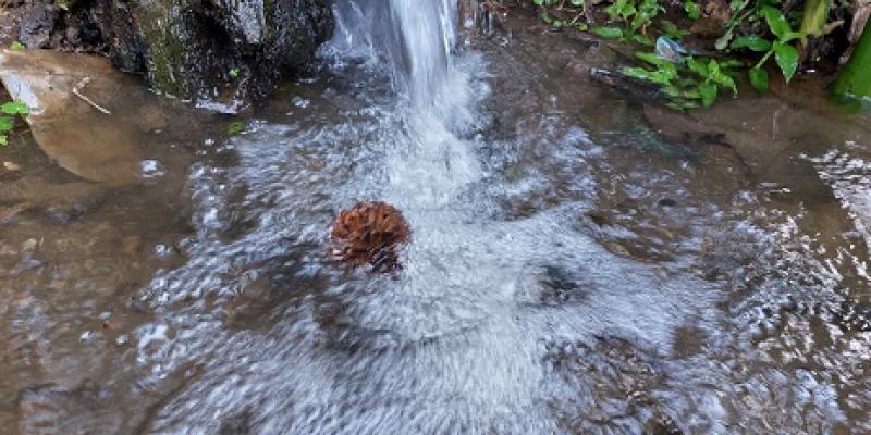 Día mundial del agua