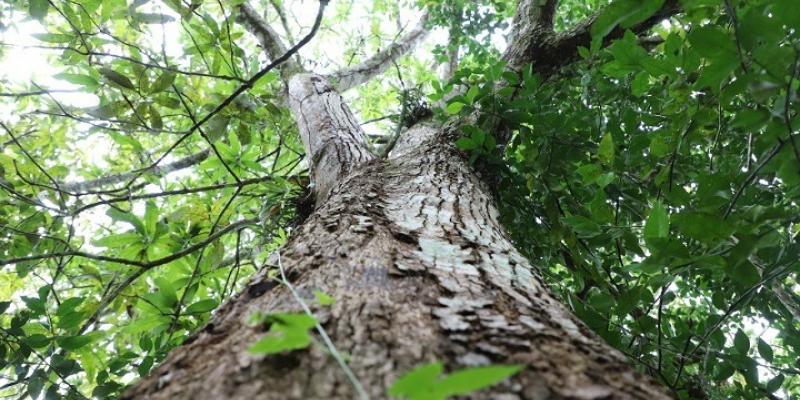 Los bosques, oxígeno para las urbes y oportunidad de desarrollo para comunidades