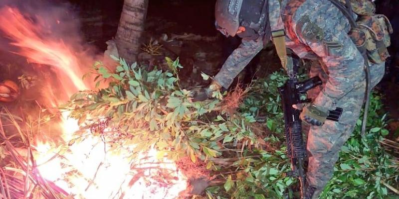 Ejército de Guatemala erradicó más de 16 mil arbustos de coca en San Luís Petén