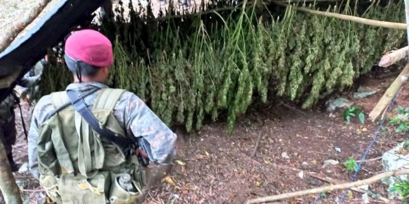 Ejército de Guatemala localizó y erradicó 40 mil matas de marihuana en Melchor de Mencos, Petén