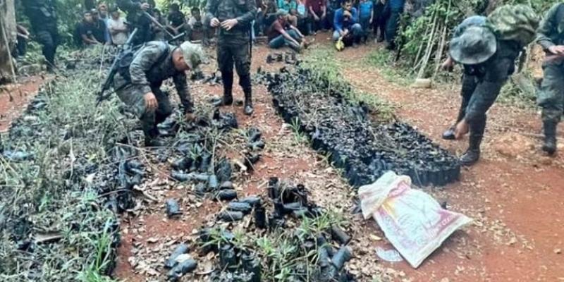 Localizan plantación de marihuana en el departamento de Alta Verapaz.
