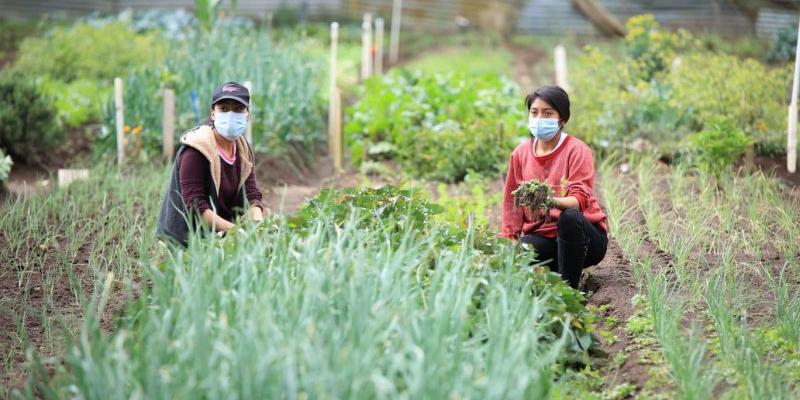 Secretaría de Seguridad Alimentaria y Nutricional 