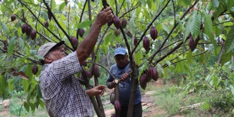 Productores de cacao mejoran su producción al recibir asistencia técnica del MAGA 
