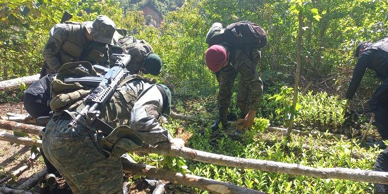 Ejército de Guatemala erradicó 56 mil 580 arbustos de coca en Río Hondo, Zacapa