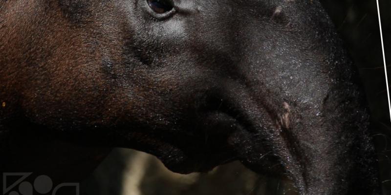 dispersor de semillas