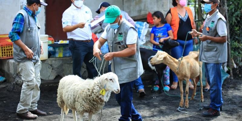 Guatemala realiza simulacro para resguardar animales ante desastres naturales