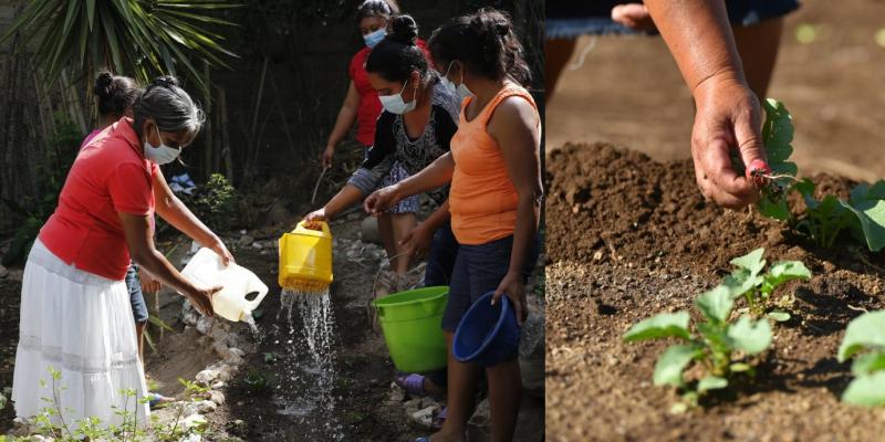 Secretaría de Seguridad Alimentaria y Nutricional 