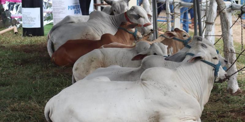 Petén intensifica acciones para mejorar genética bovina y el comercio