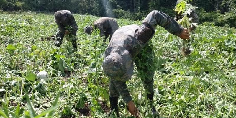 Erradicación de plantaciones de marihuana en Petén