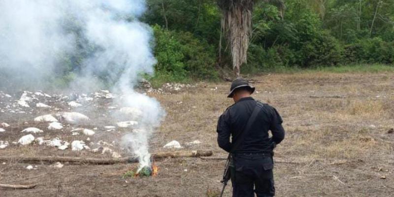 Localizan y erradican más de 79 mil matas de marihuana en Petén 