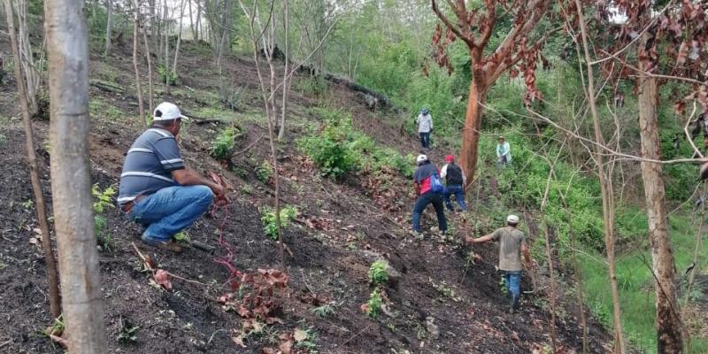 Sansare recibe 600 árboles para recuperar áreas boscosas