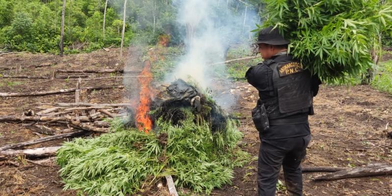 Destruyen plantaciones de marihuana en Petén
