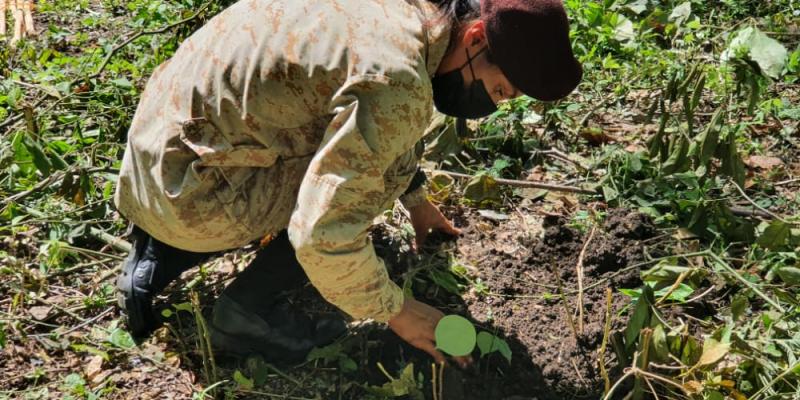 Jóvenes reforestan la cuenca del lago Petén Itzá