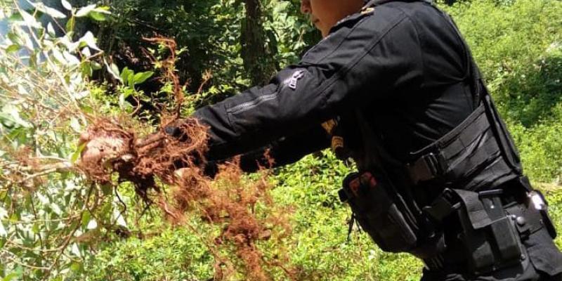 Erradican plantación de marihuana en Totonicapán