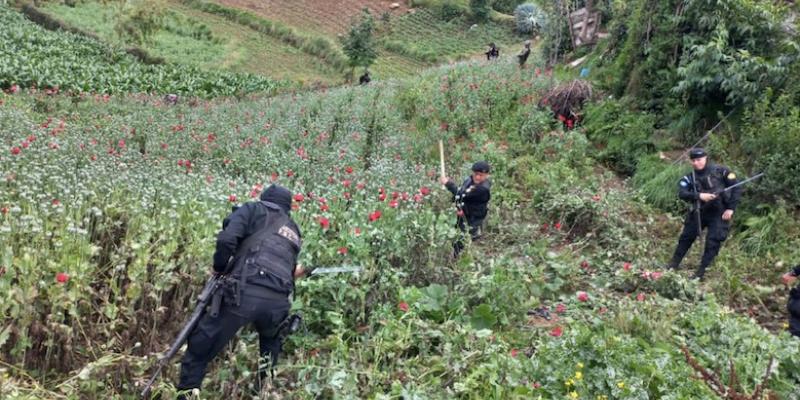 Erradican amapola entre Ixchiguán y Tajumulco, San Marcos