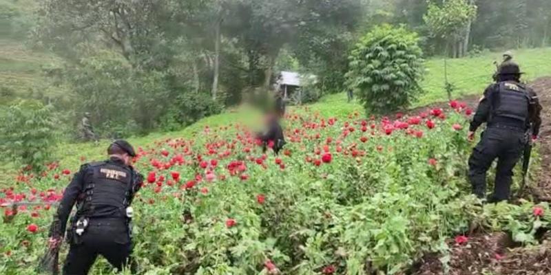 Destruyen plantaciones ilícitas en San Marcos