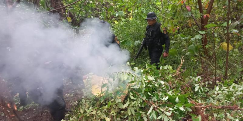 Erradican más de 33 mil arbustos de hoja de coca en Petén