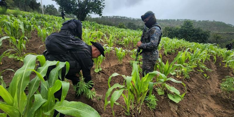 Ejército de Guatemala contribuye en la erradicación de arbustos de marihuana y matas de coca