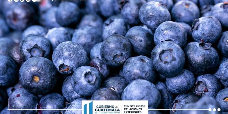 Acciones de Diplomacia Comercial permiten recuperar la exportación de arándanos guatemaltecos al mercado canadiense