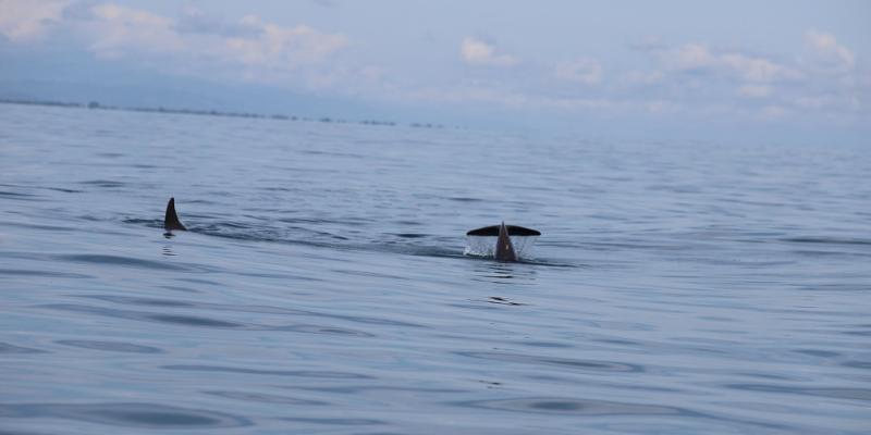 El Sistema Arrecifal Mesoamericano es el más grande transfronterizo del mundo.