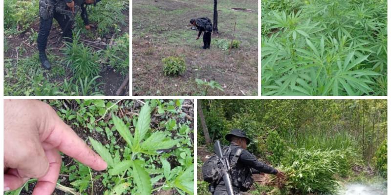 Destruyen plantaciones de marihuana en Petén