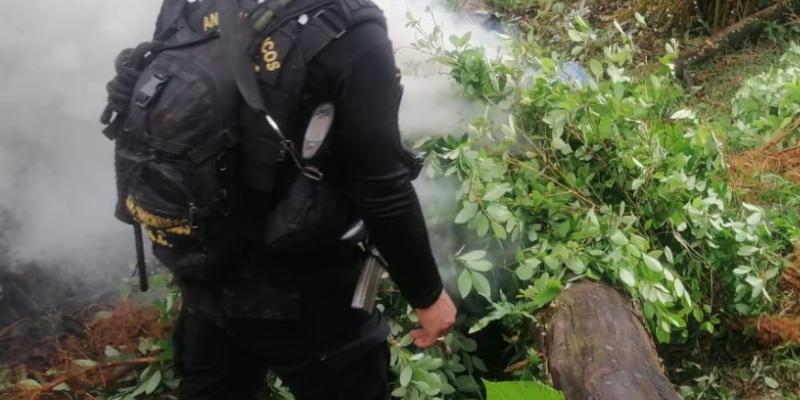 Erradican plantaciones de hoja de coca