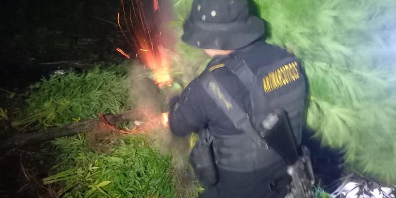 Destruyen plantaciones ilícitas en Petén