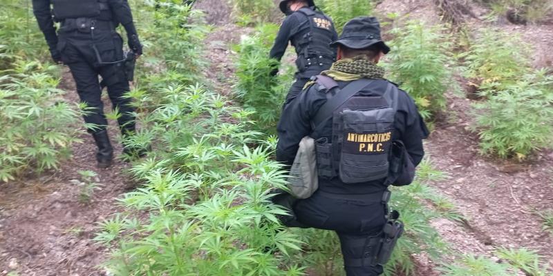 Erradican plantaciones de marihuana en Huehuetenango