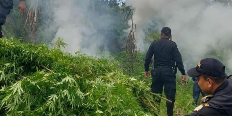 Erradican plantaciones ilícitas valoradas en Q12 millones