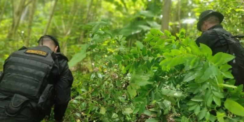 Erradican hoja de coca y  marihuana en distintos departamentos del país