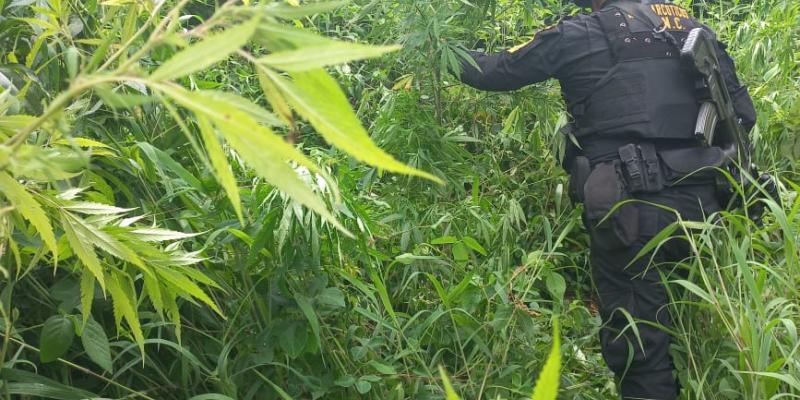 Erradican más de 20 mil matas de marihuana en Totonicapán