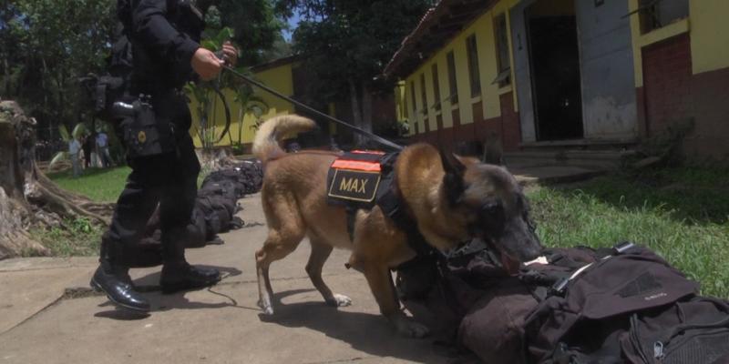 ECEC prepara instructores, guías y canes para detección de ilícitos