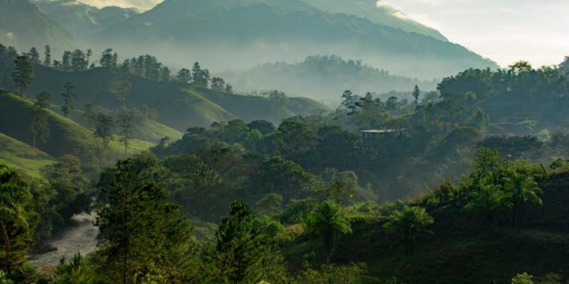 Programas agroforestales 