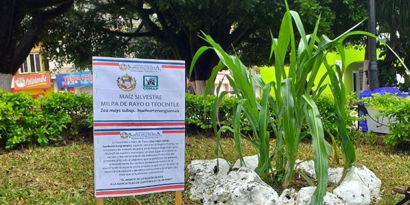 maíz silvestre