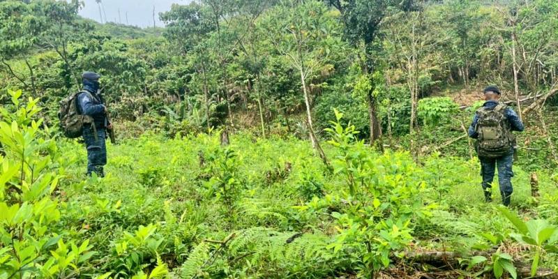 Ejército de Guatemala localiza plantaciones de hoja de coca en el departamento de Izabal.
