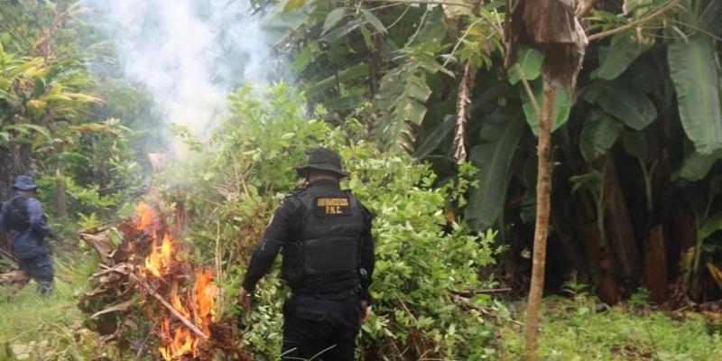 Erradican arbustos de hoja de coca y destruyen narcolaboratorio