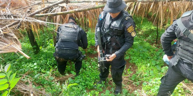 Erradican más de 100 mil arbustos de hoja de coca en El Estor, Izabal