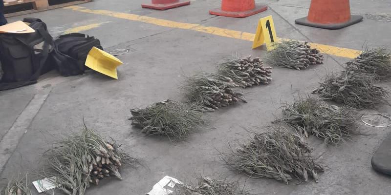 Localizan plantas en peligro de extinción en encomienda