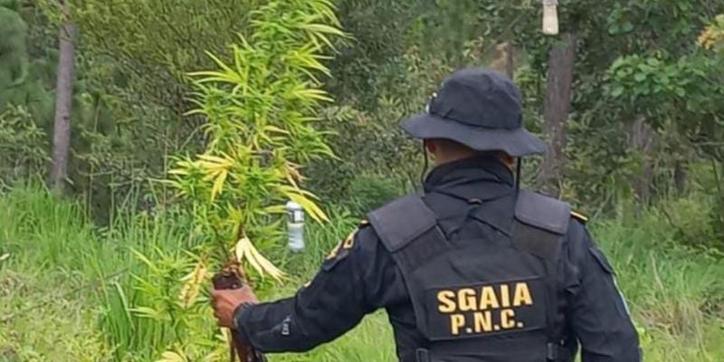 Erradican más de 70 mil matas de marihuana en Totonicapán 