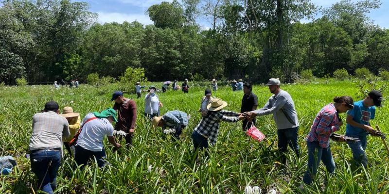 Fortalecen zona manglar de la Barra Madre Vieja en Tiquisate