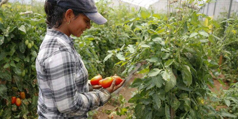Secretaría de Seguridad Alimentaria y Nutricional 