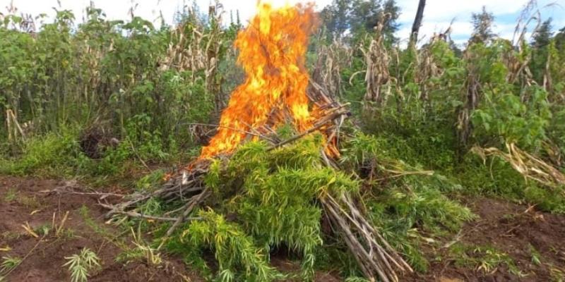 Erradican marihuana y hoja de coca en Totonicapán y Zacapa
