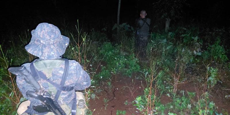 Ejército de Guatemala localizó plantación de hoja de coca y un posible narcolaboratorio en el departamento de Izabal.